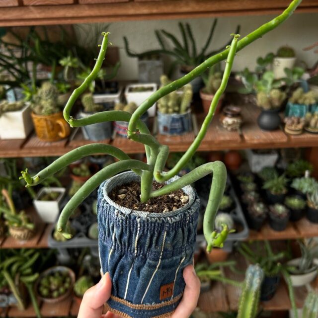 #ミルクブッシュ
は、太陽が大好きな多肉さん。
この子は、太陽と栄養をガンガンあげたから幹がしっかりしてくれた(^^)
ミルクブッシュ、ただひたすらに、一本枝でひょろひょろ伸びて行っちゃうからどんな形になるか見てみようと思い、親株の剪定はしないでいたら柵を越えて。さらに太陽求めて伸び伸びよ!!(笑)
#デニムリメイク #デニム鉢 #リメ缶 #廃材リメイク #エコ #はぎれ #再利用 #サステナブル #エコ #アップサイクル
#捨てればゴミ活かせば資源 #ポーク缶
#サボテン #多肉植物 #多肉植物のある暮らし
#サボテン雑貨 #デニムサボテン
#マドメイド #マドメイド沖縄 #沖縄さぼてん #沖縄多肉植物
#沖縄手作りイベント #沖縄手作り市 #沖縄雑貨